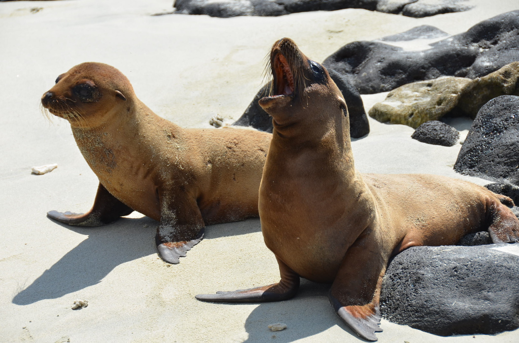 ガラパゴスアザラシの子ども、人懐っこくてかわいい