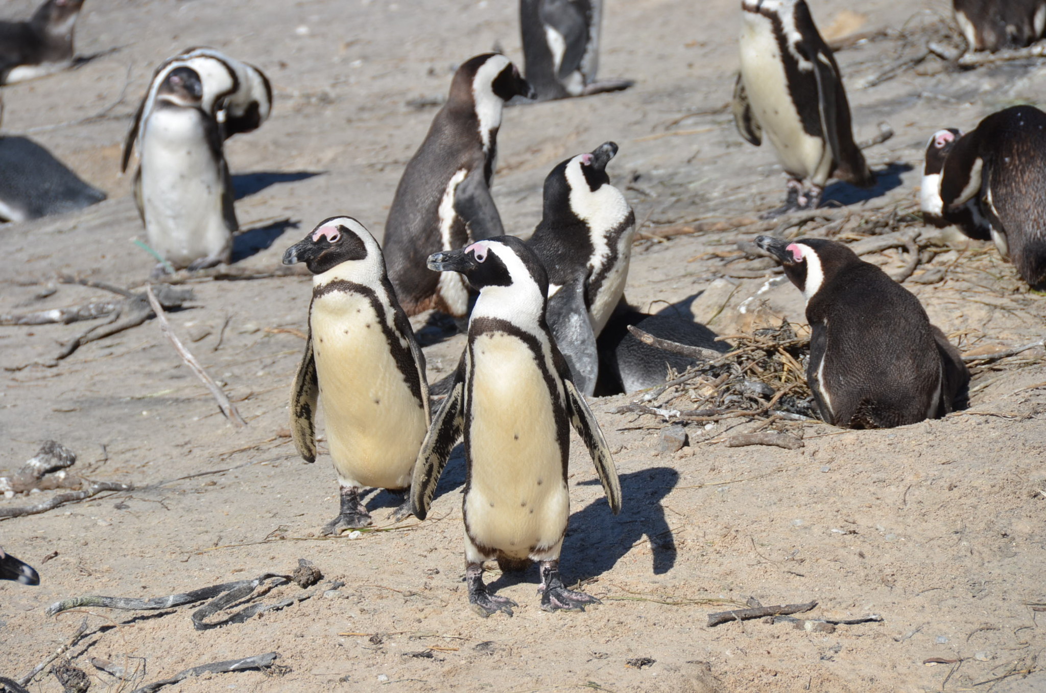 アフリカペンギン。絶滅寸前のため繁殖させてます