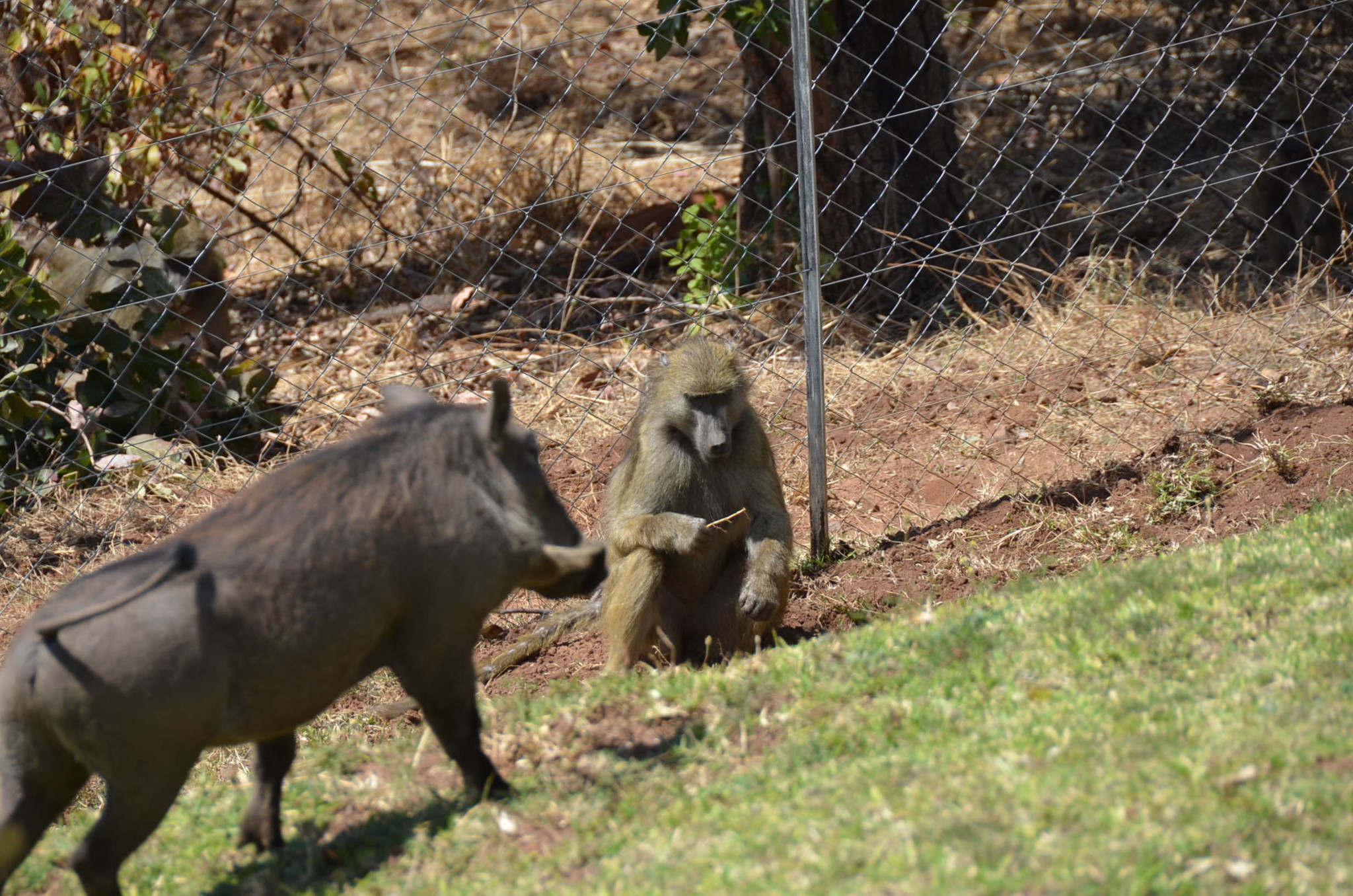周辺はサルとか猪？とかが普通に闊歩しています