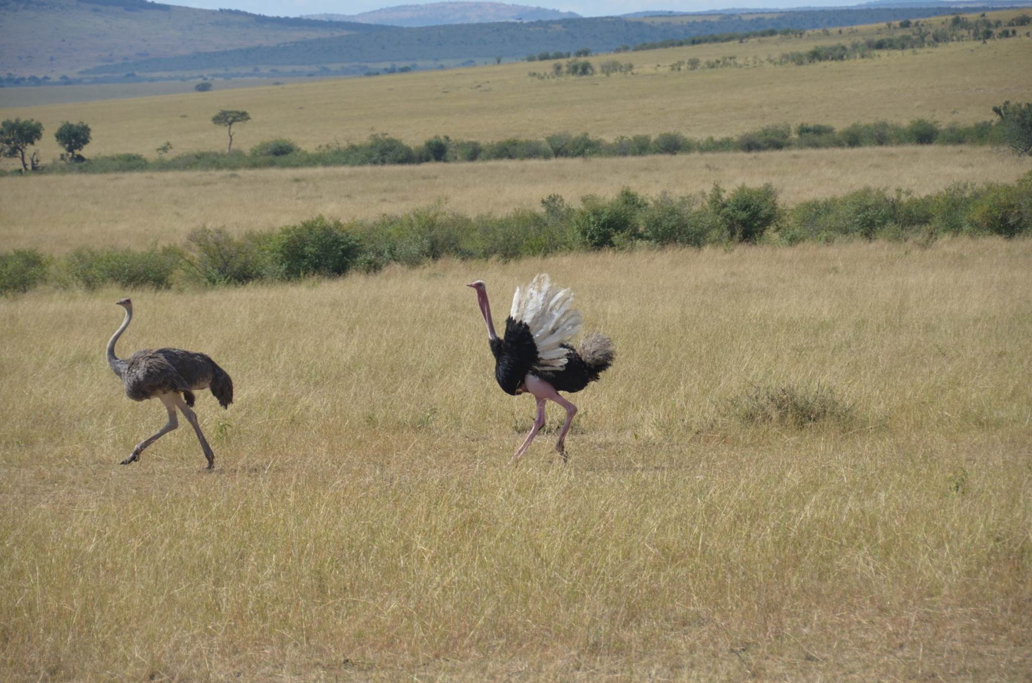 ダチョウの求婚。ちなみに追いかけてる方がメス