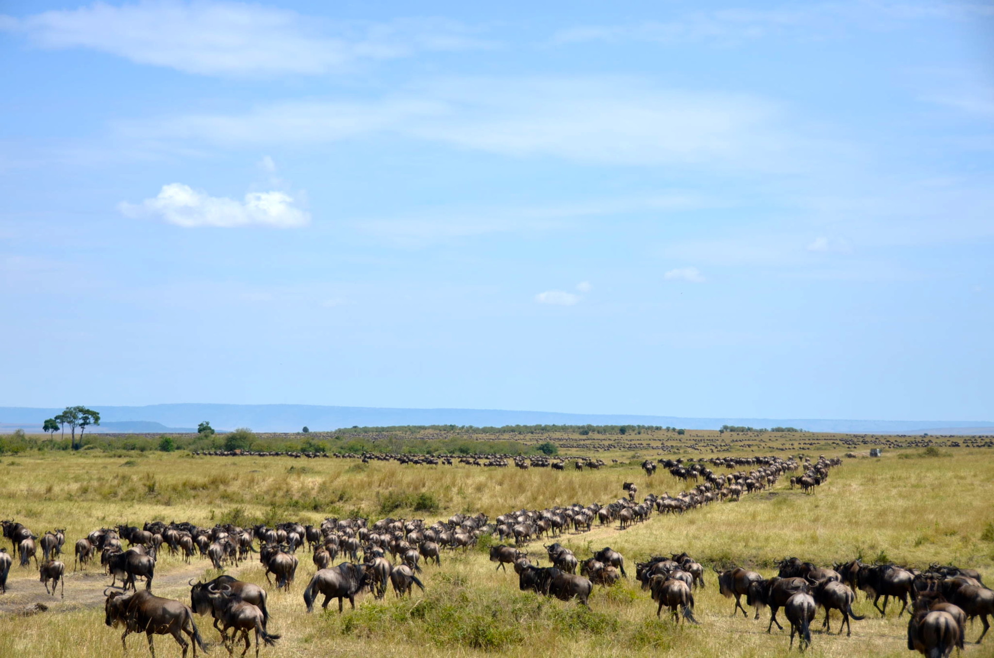ヌーはもう山ほどいます