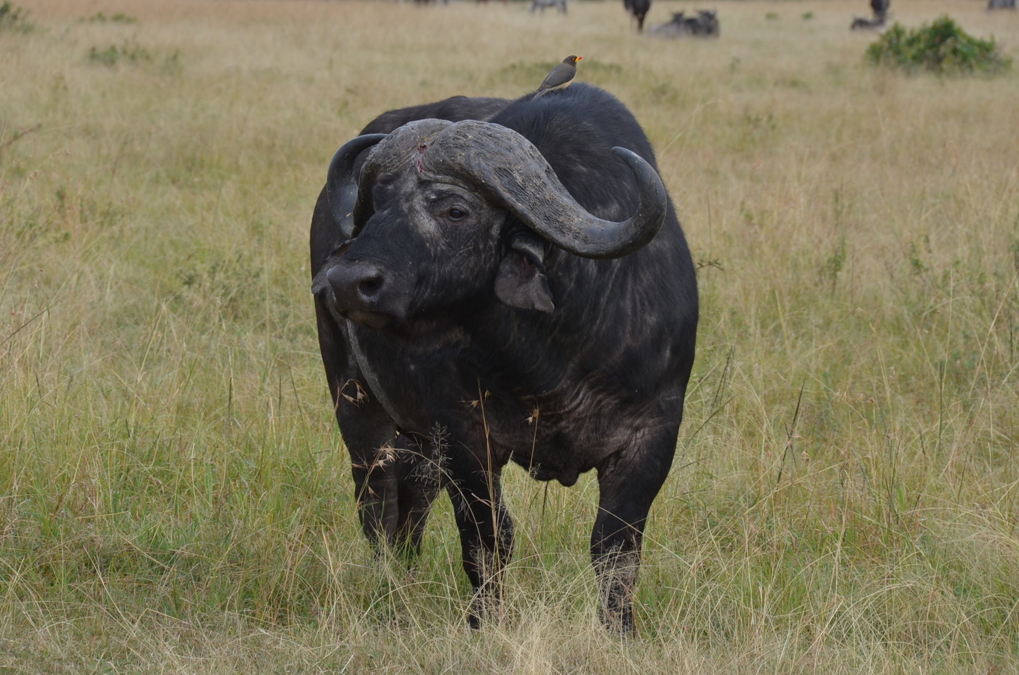 バッファロー。こちらも山ほどいます