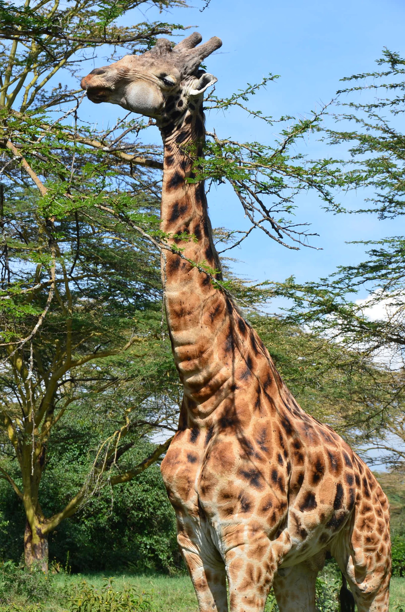 キリン。ナクル湖で