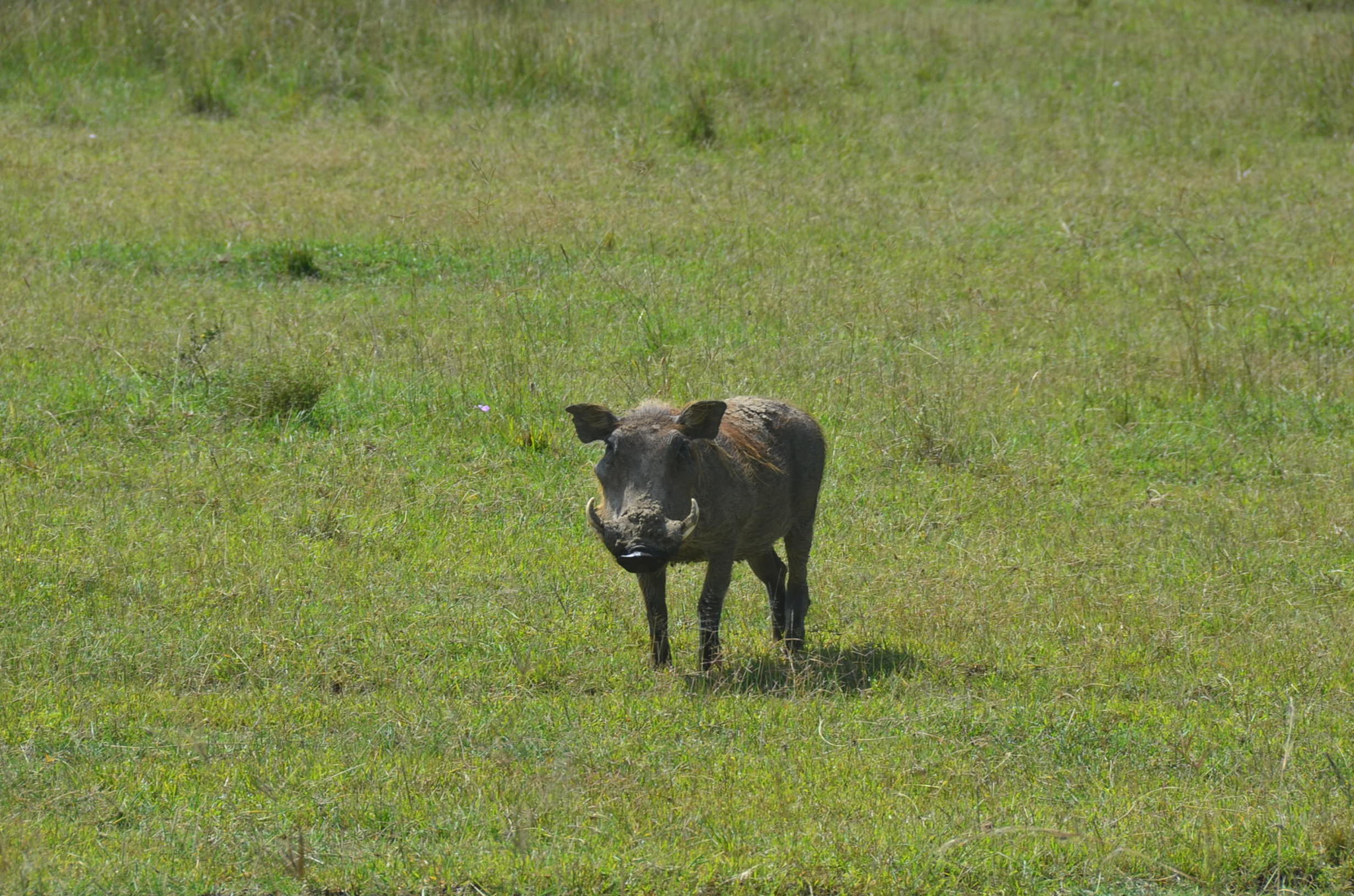 イボイノシシ。キュート
