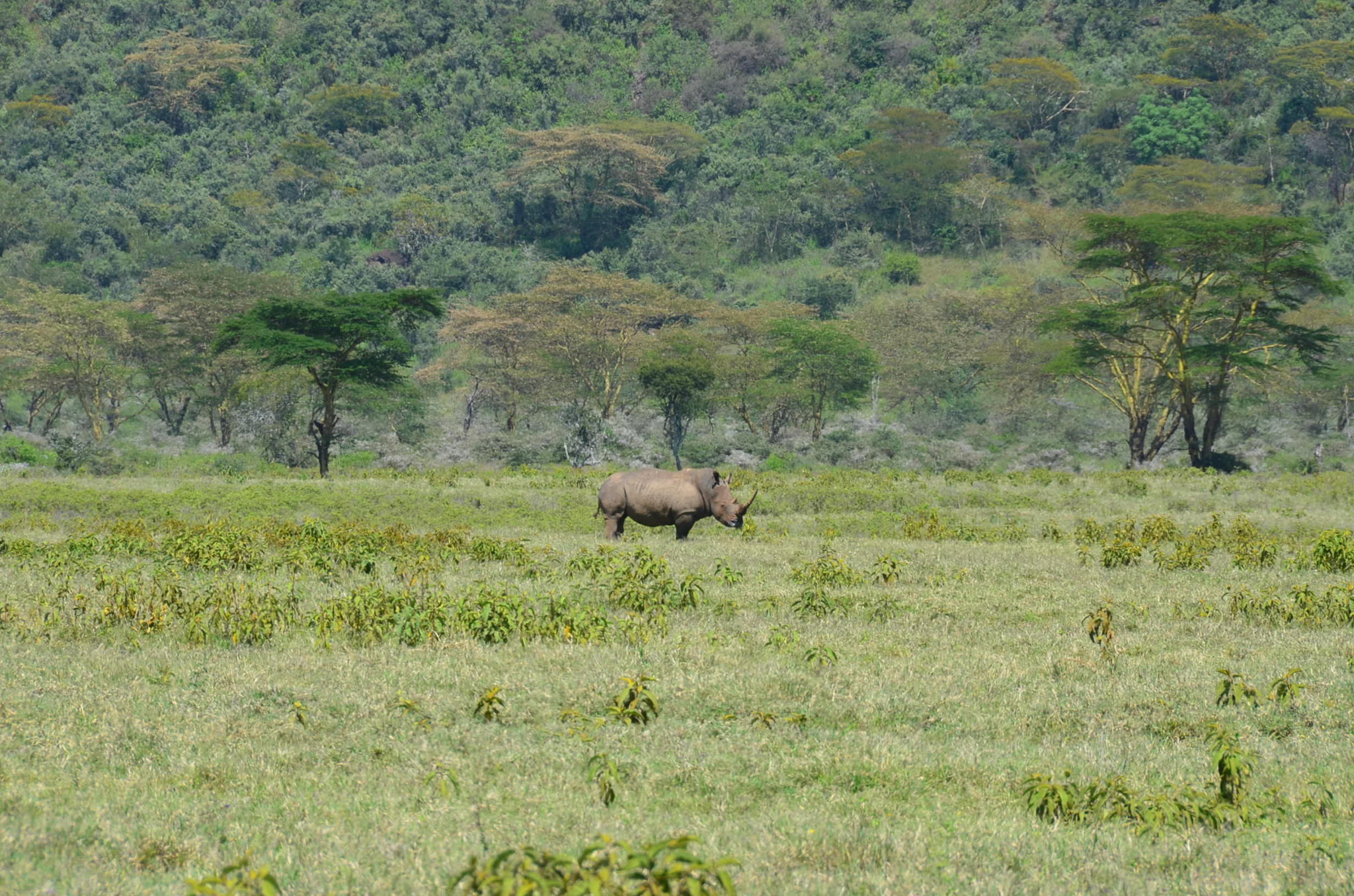 サイ。遠目にしか観られず