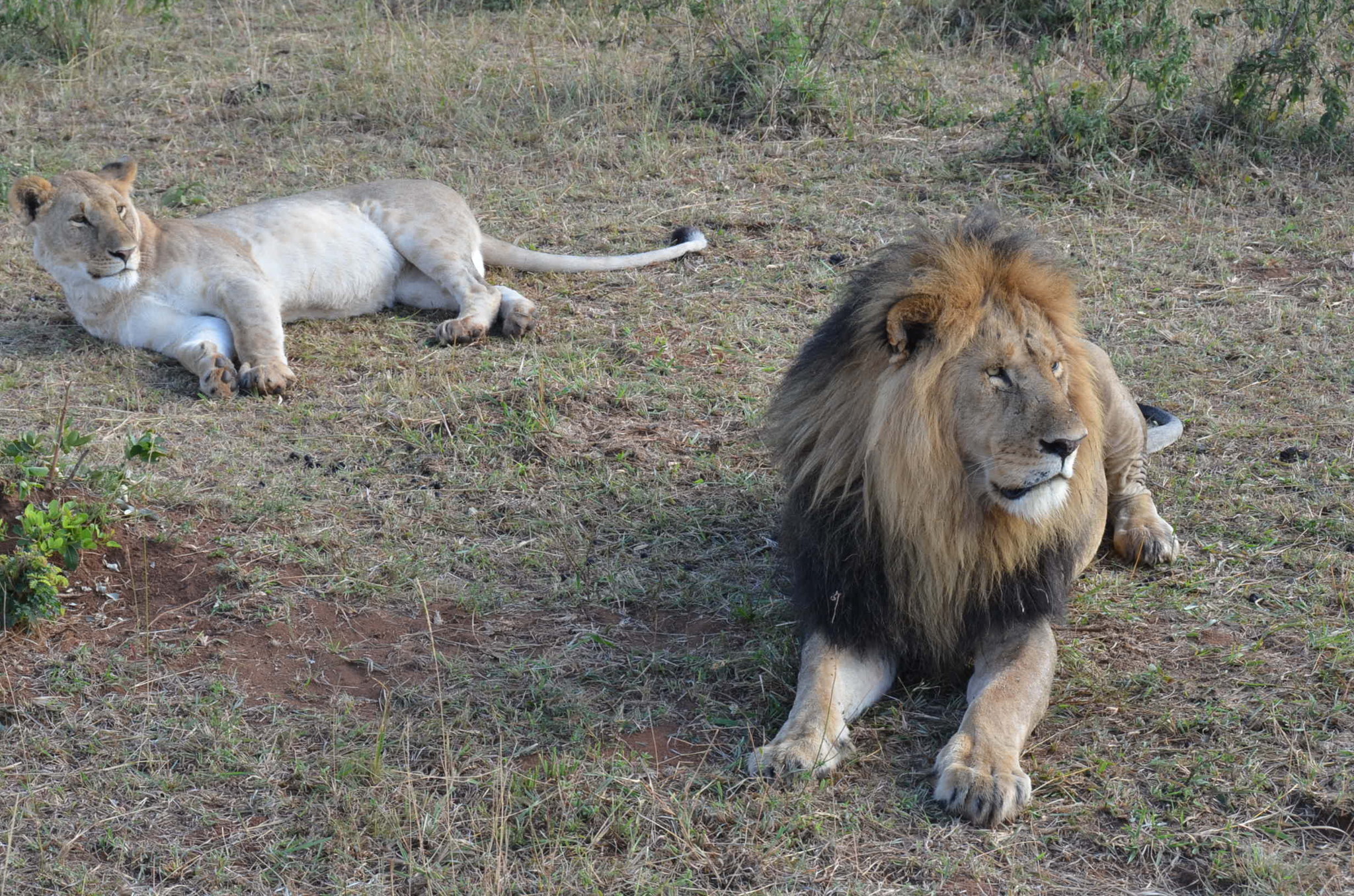ライオン夫婦。最後の最後に出会えて感激しました