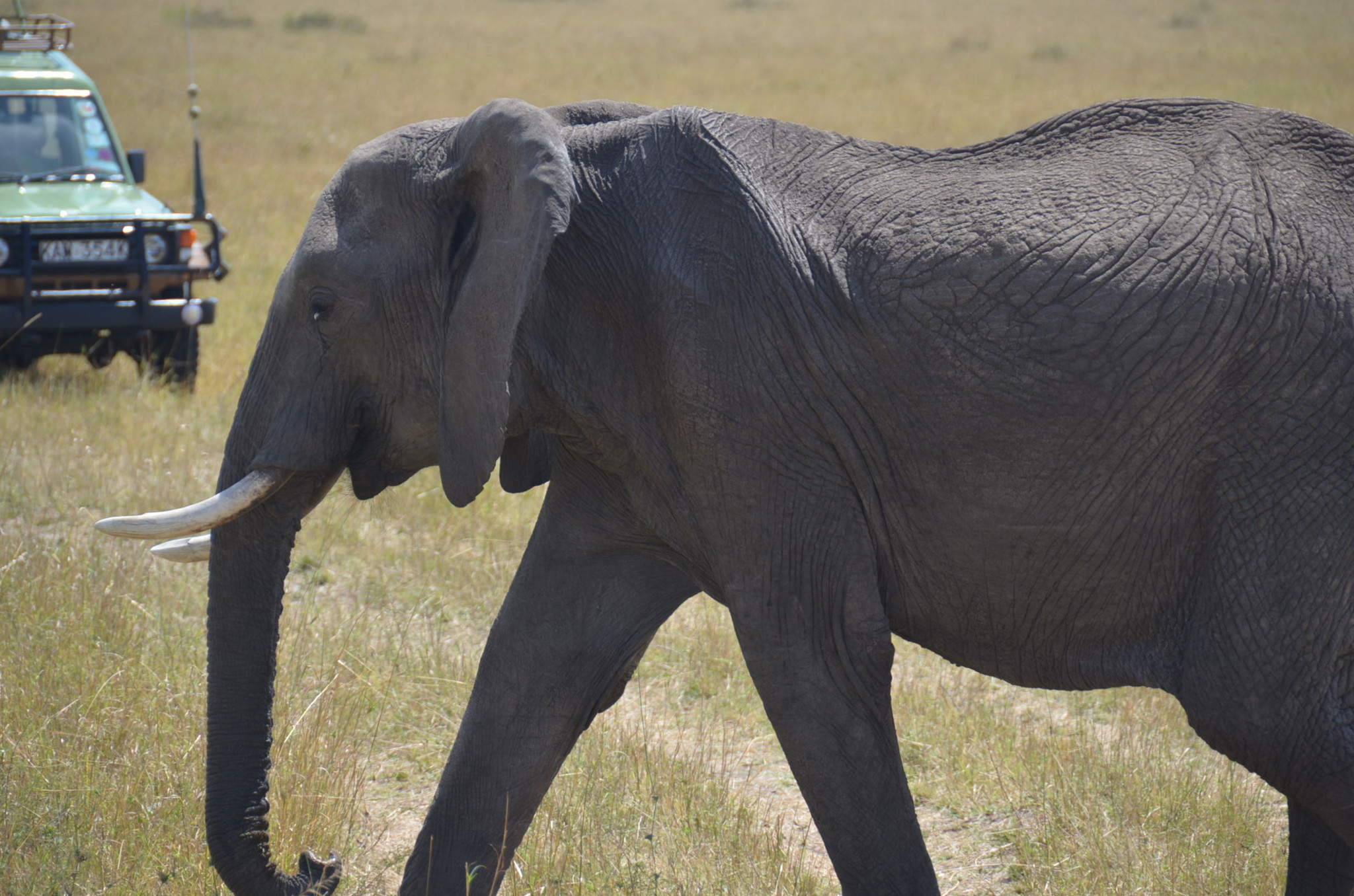 ゾウ。大迫力、野生のゾウはキレイでした