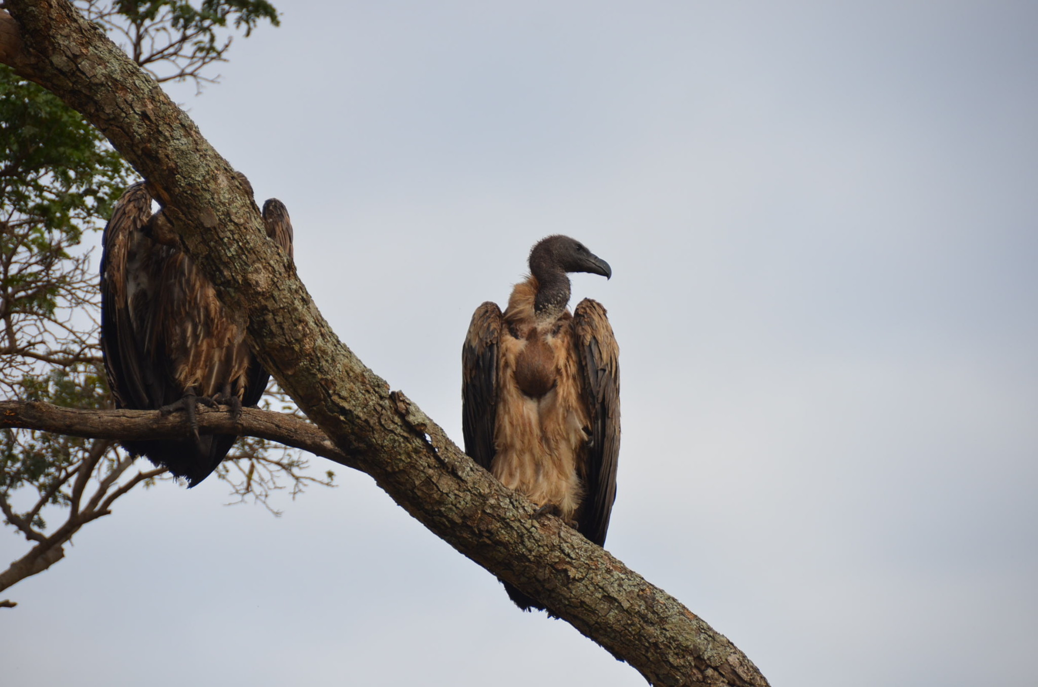 ハゲタカ。不気味です、漁ってました