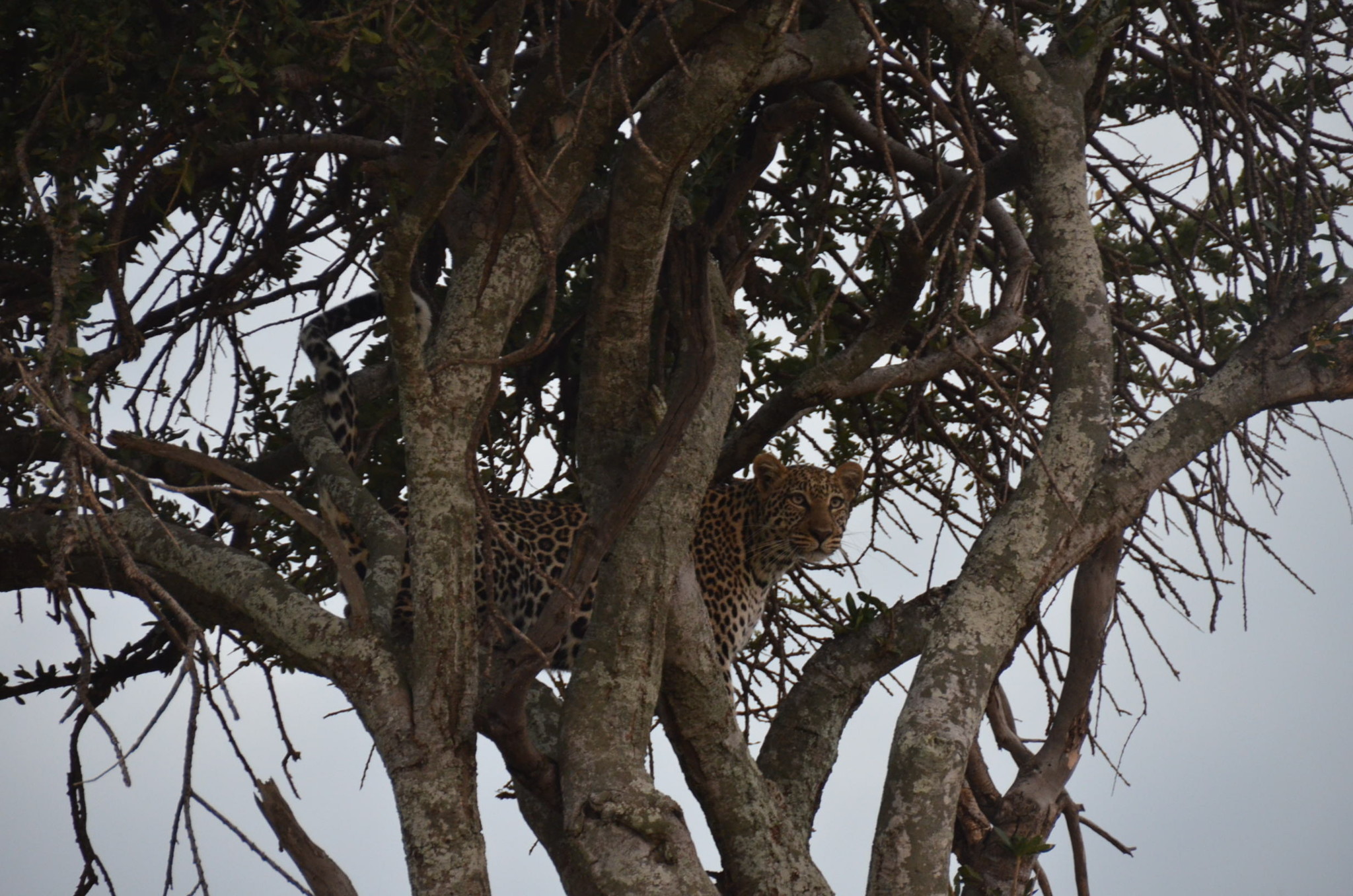 ヒョウ。観られるのはラッキーらしい