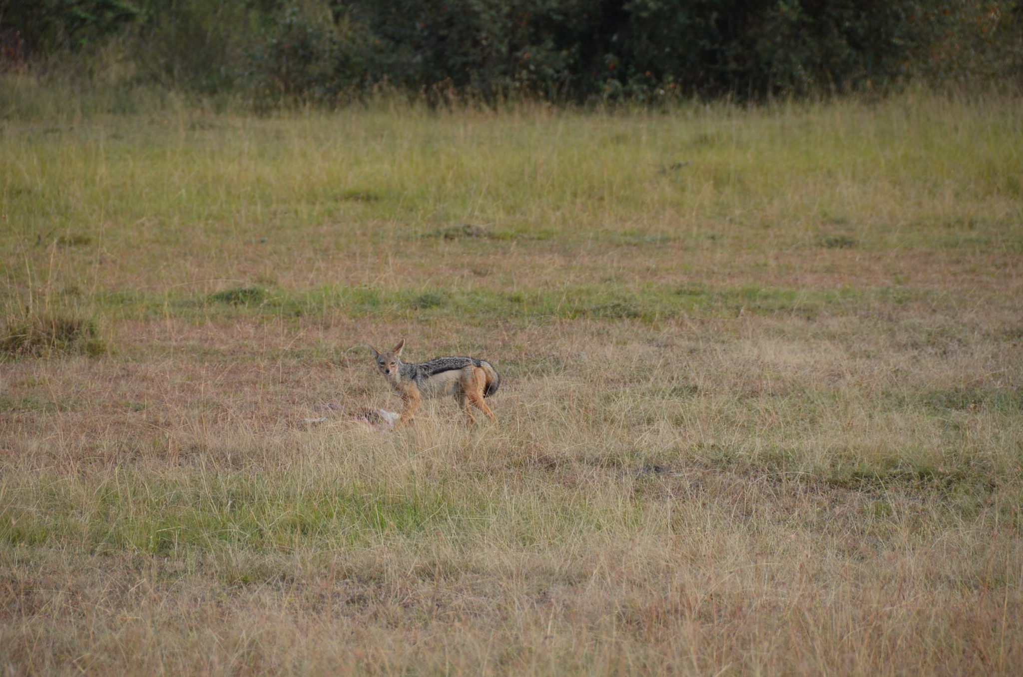意外に可愛いハイエナ