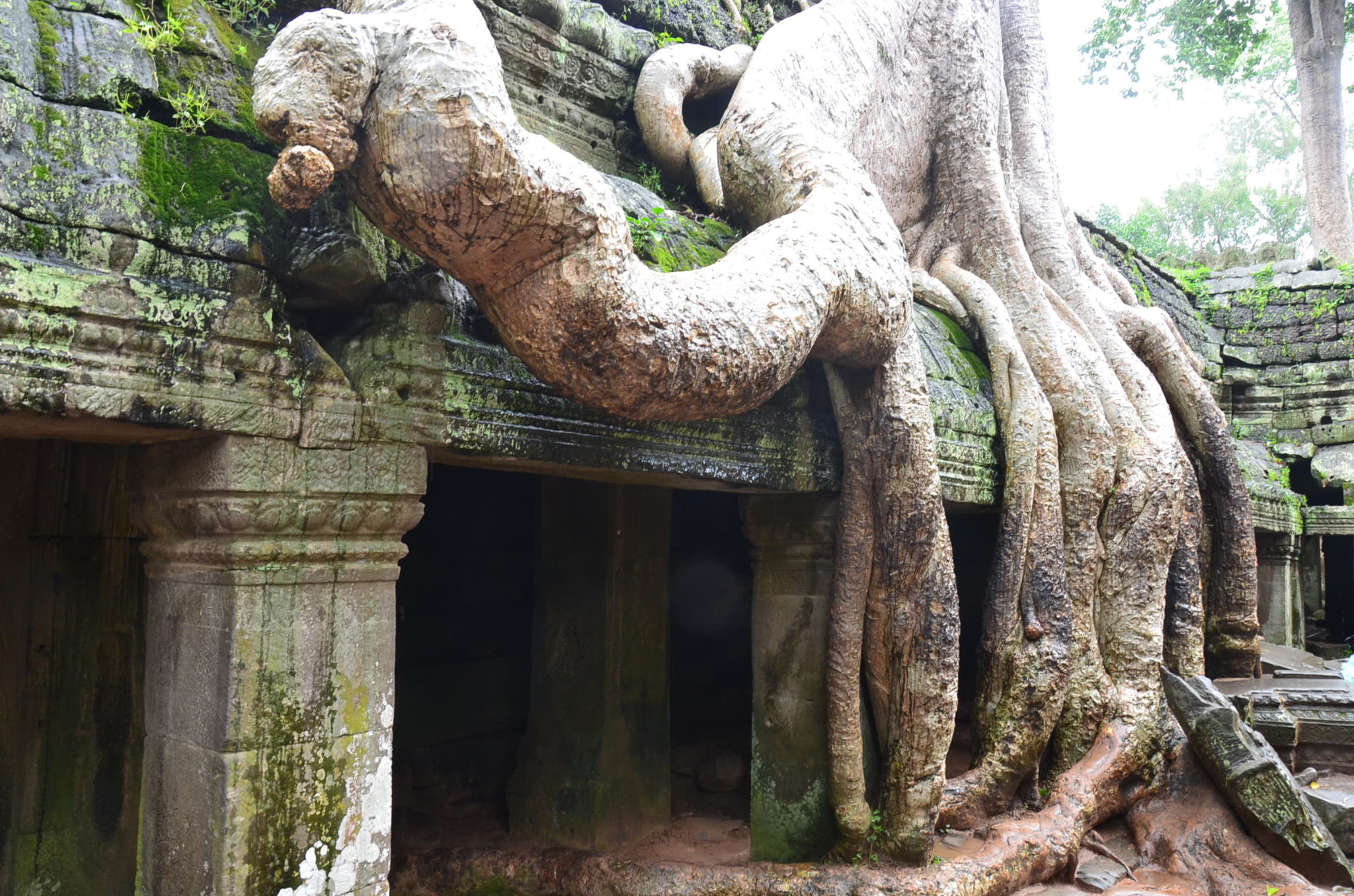 タ・プローム。巨木が生えている
