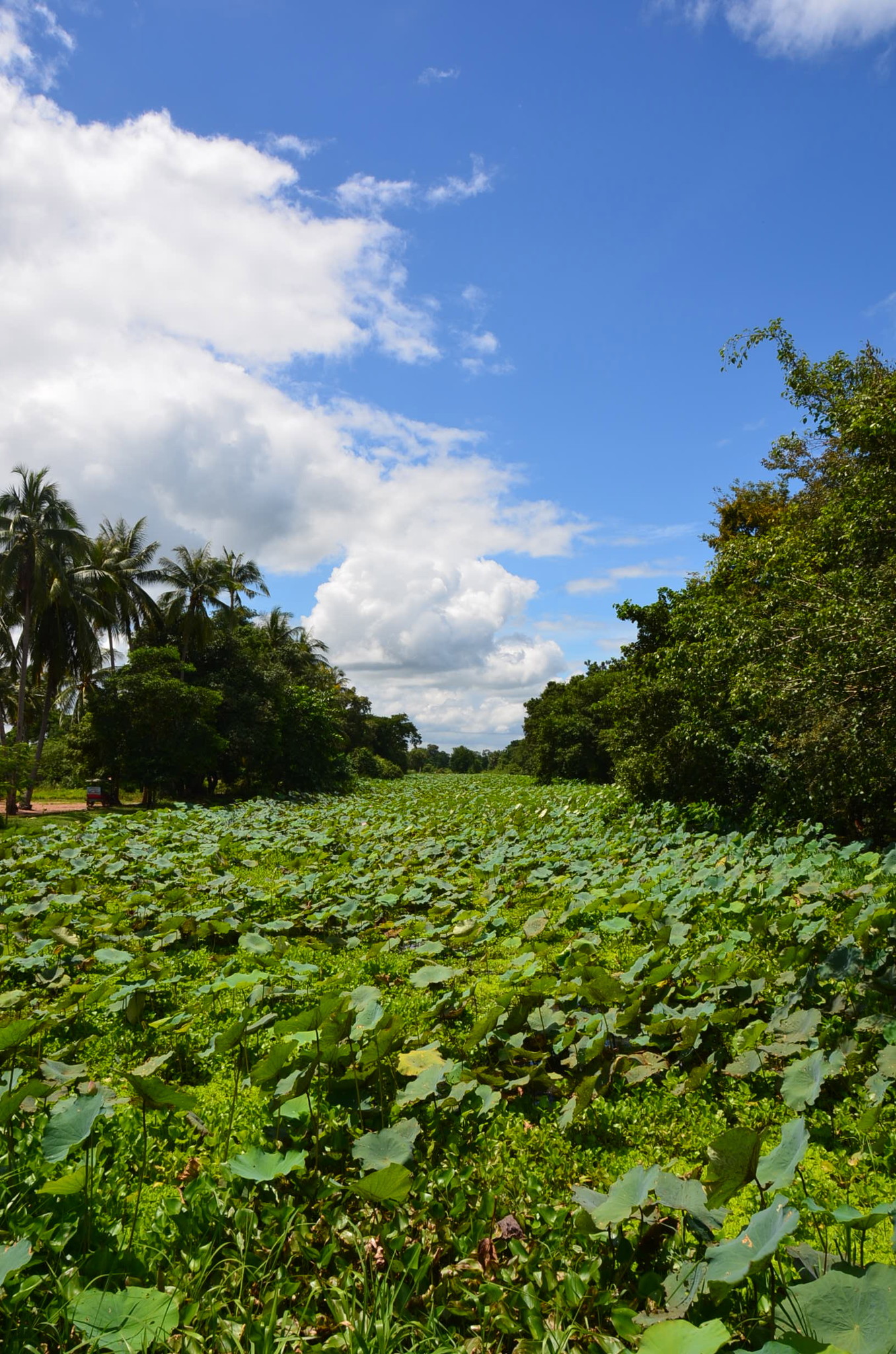 ベンメリア遺跡前の蓮の花