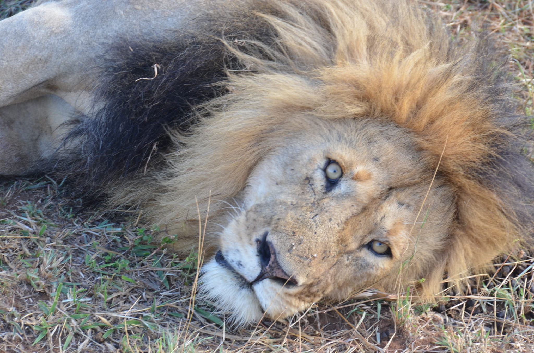 ライオン。寝起きにギロって観られたとこ