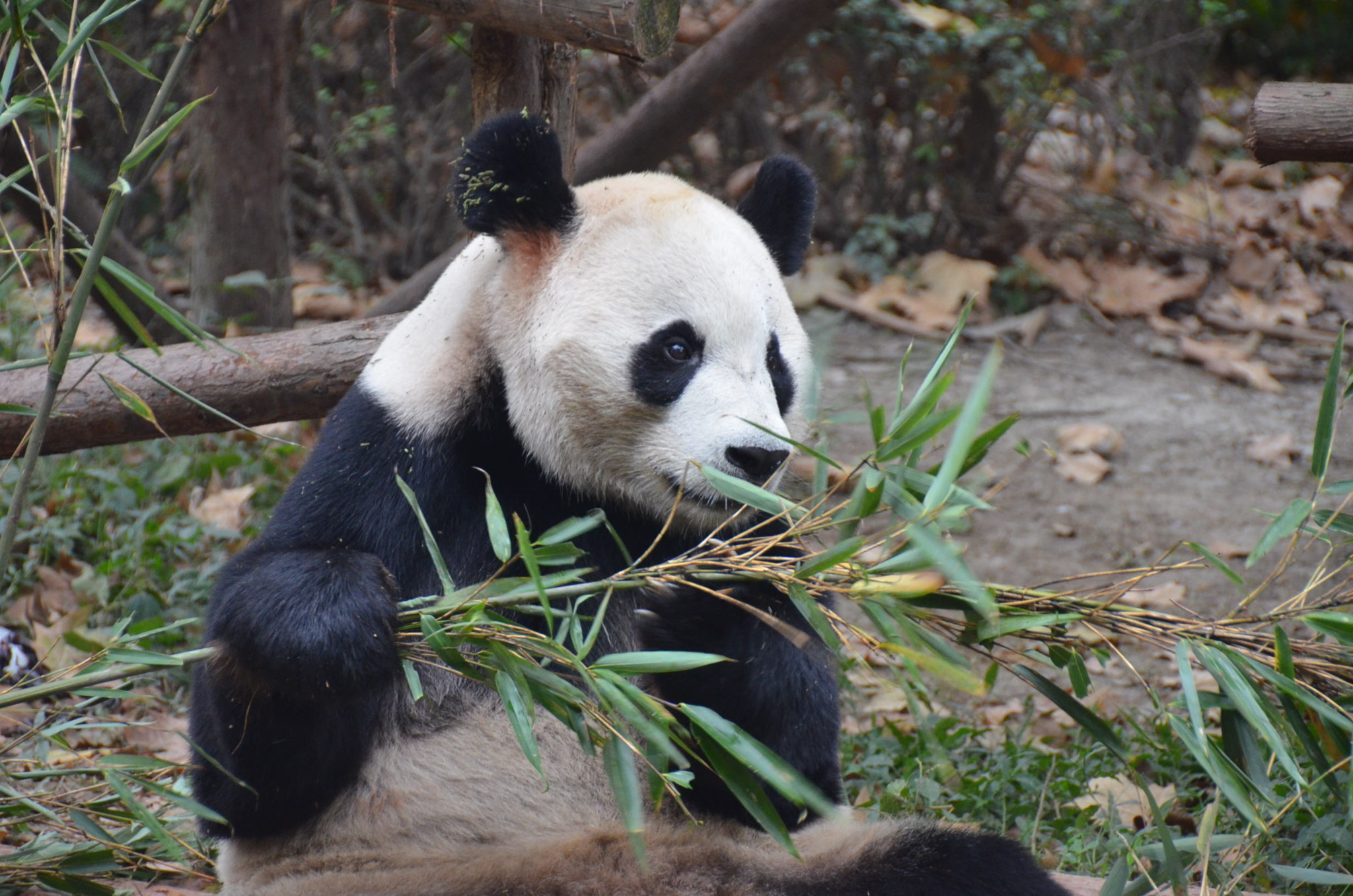 成都のパンダ基地